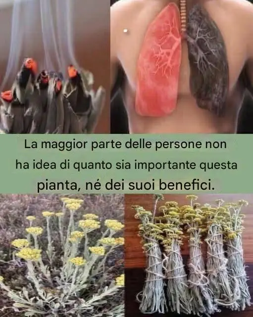 Proprietà medicinali dell’Helichrysum arenarium e come prepararlo